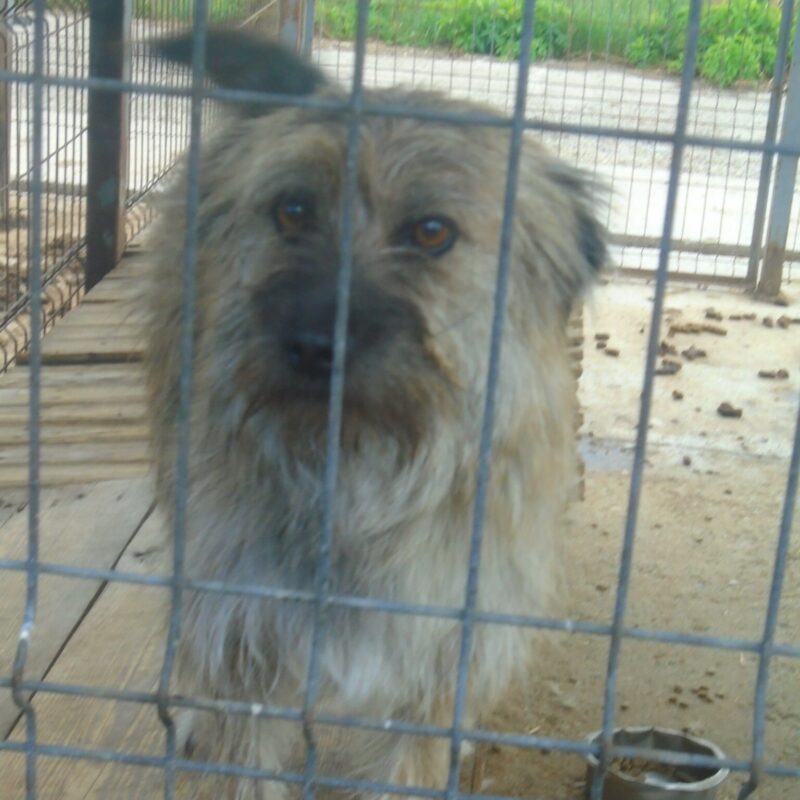 Pepita (5)