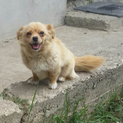 Mimi (1)